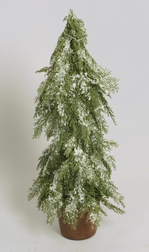 juniper with snow 
