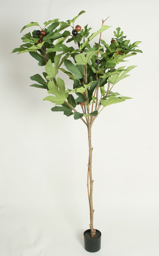 fig tree 