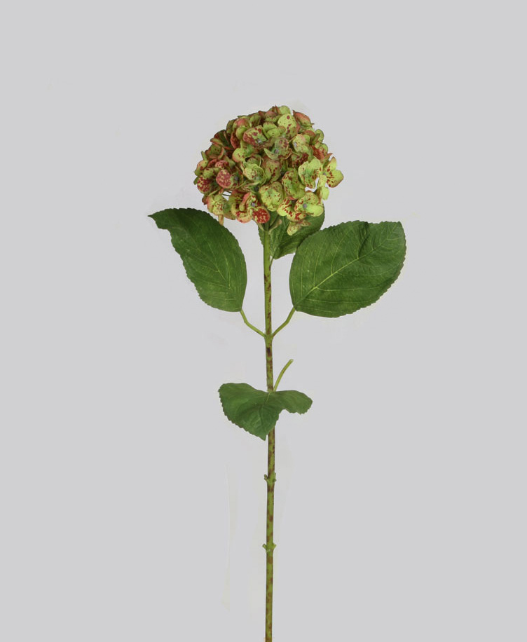 hydrangea lime burgundy 