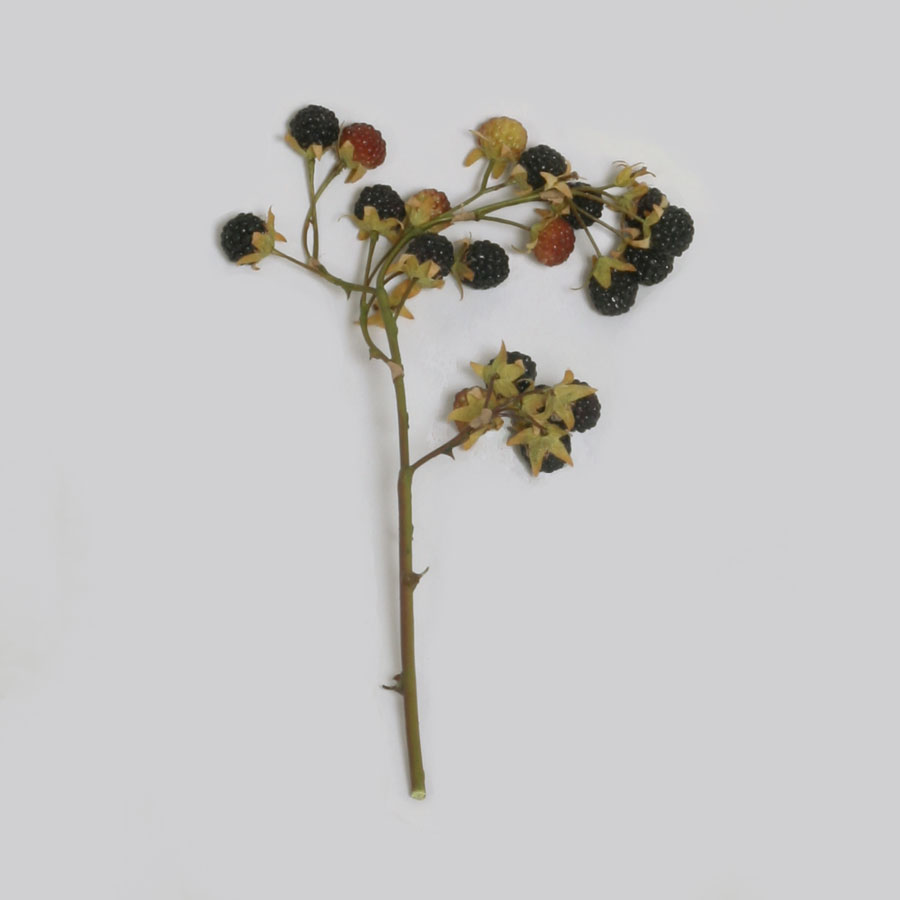 blackberry 
