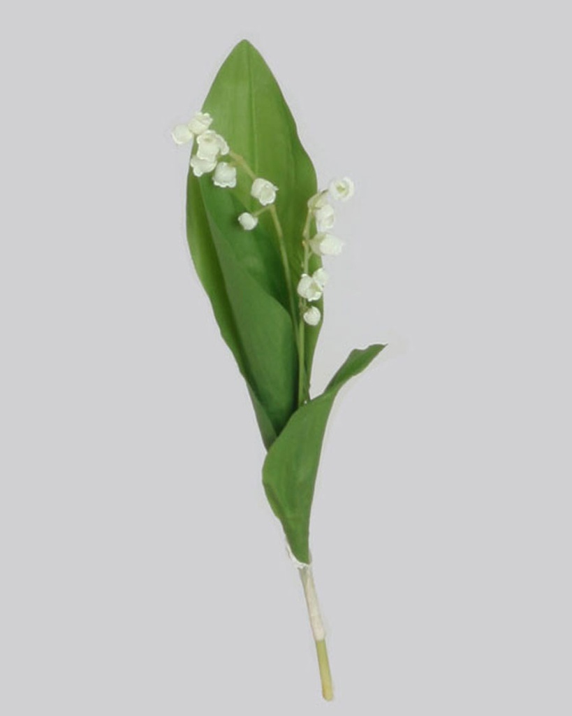 lily of the valley 