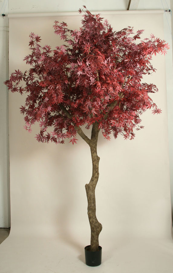 maple burgundy 