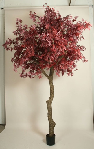 [1215-350] maple burgundy 