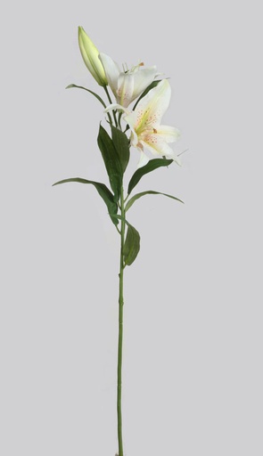 [7161] tiger lily cream 