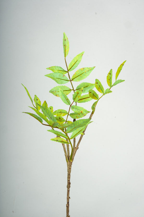 sorbus autumn spray 