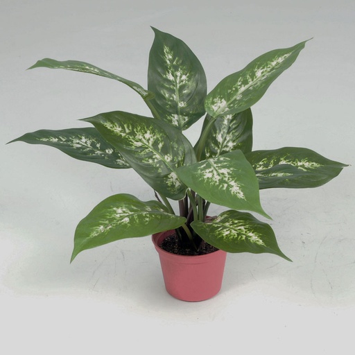 [5882] dieffenbachia 