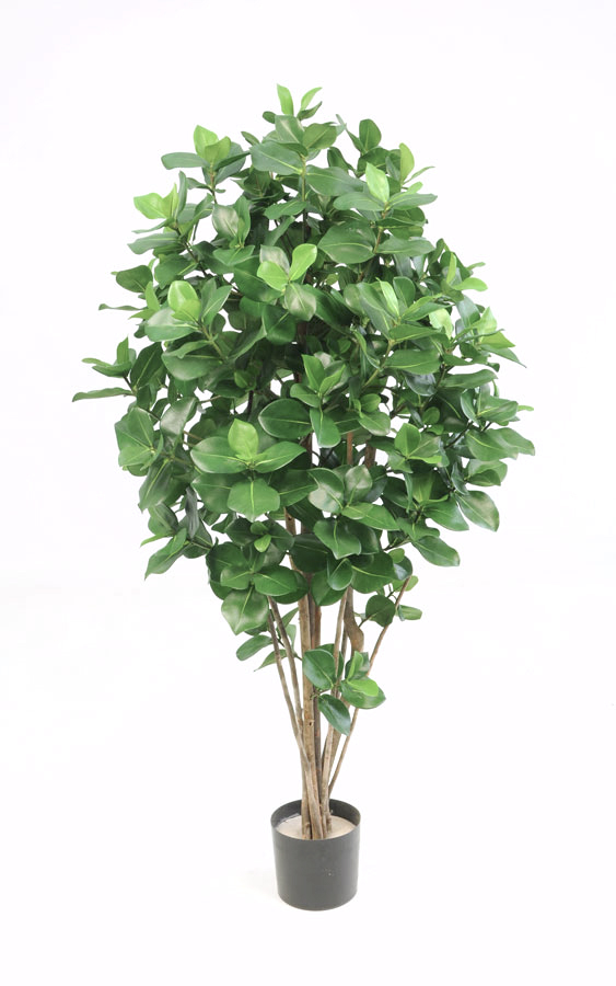 clusia tree 