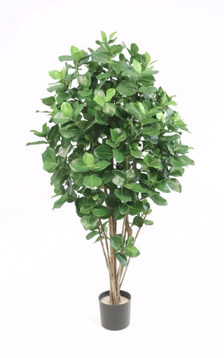 clusia tree 