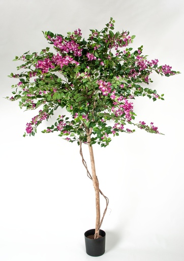 [1221-240] bougainvillea 