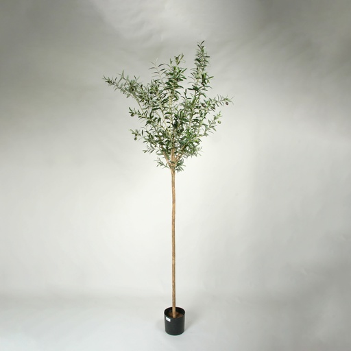 [1224-200] olive 