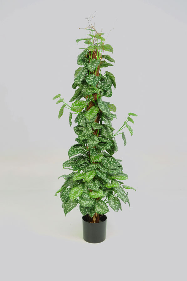scindapsus 
