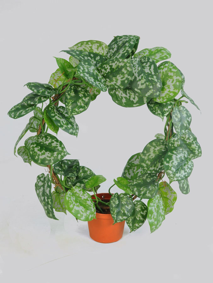 scindapsus 