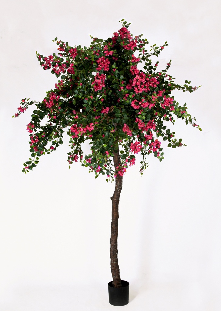 Bougainvillea 