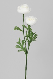 [5482] Ranunculus (Alternative 1)