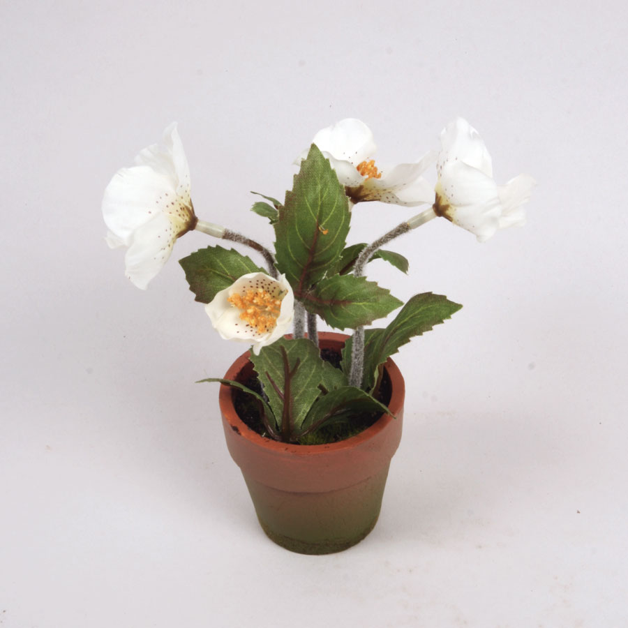 christmas rose potted 