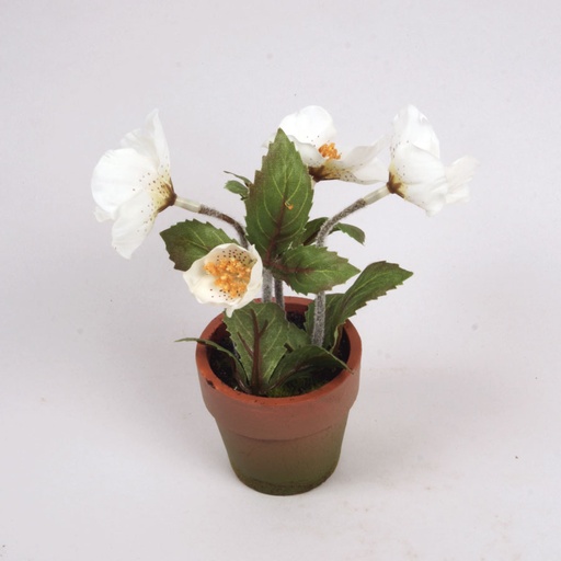 [5569] christmas rose potted 