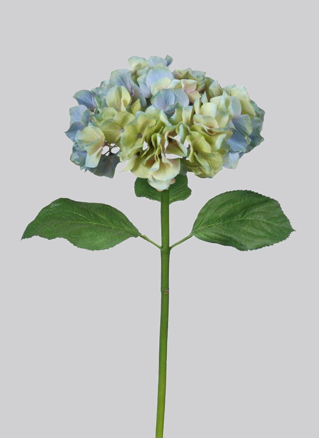 hydrangea blue 