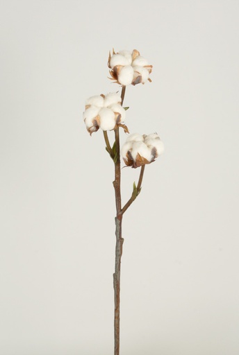 cotton spray 