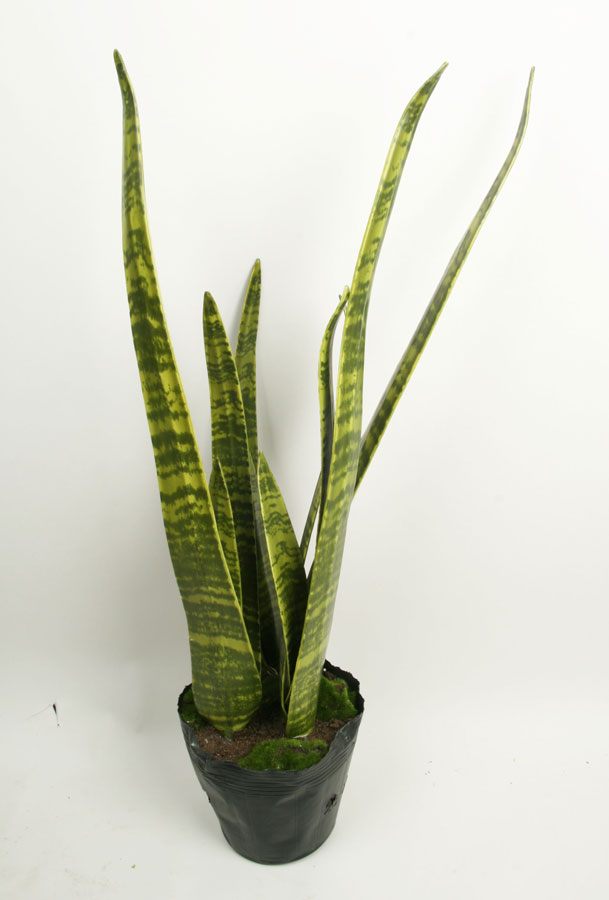 mother-in-law tongue 