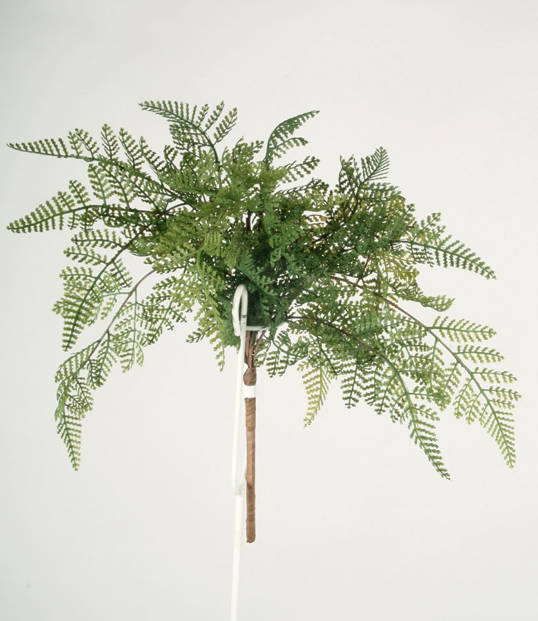 leather fern bush 