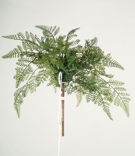 leather fern bush 