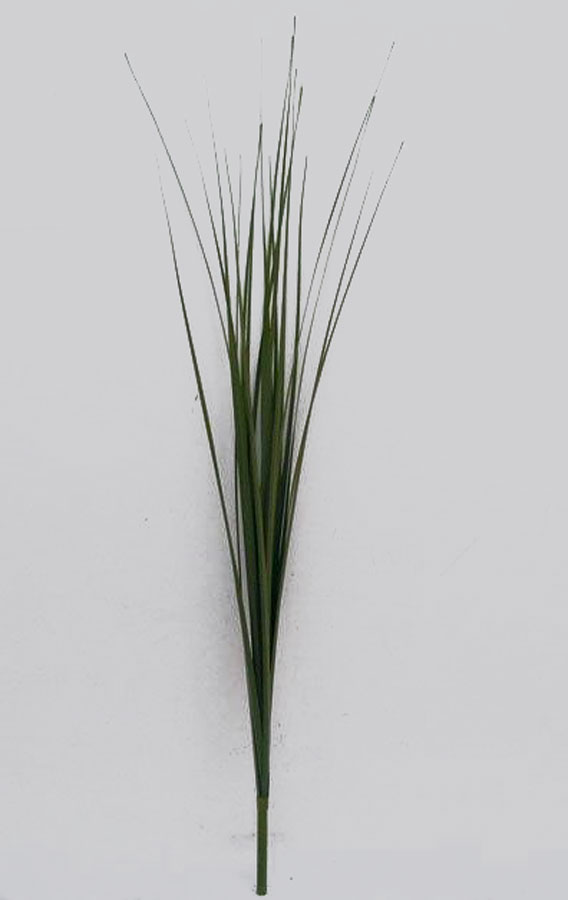 Onion grass 