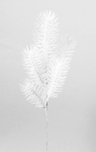 needle pine white