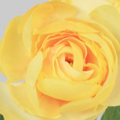 [5483] Ranunculus (Alternative 2)