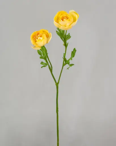 Ranunculus