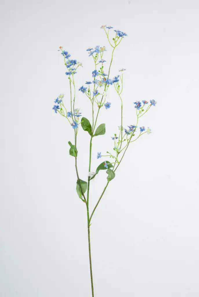 Forget-Me-Not 