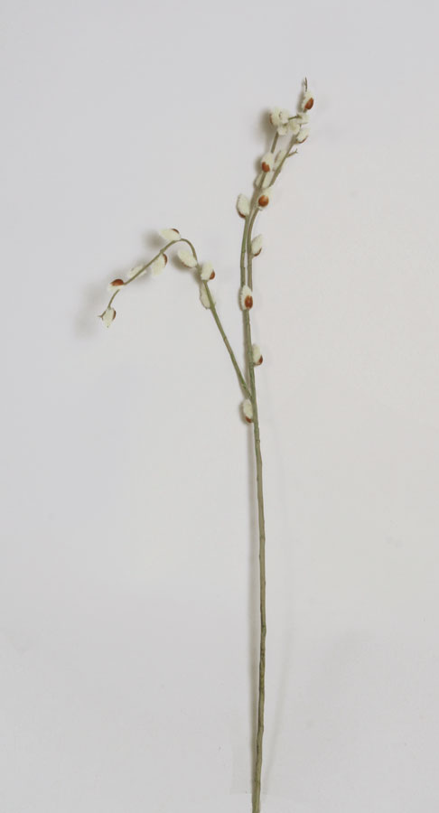 Pussy Willow 