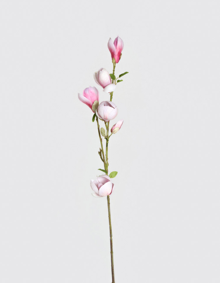 magnolia spray 
