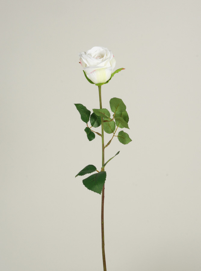 rose cream 