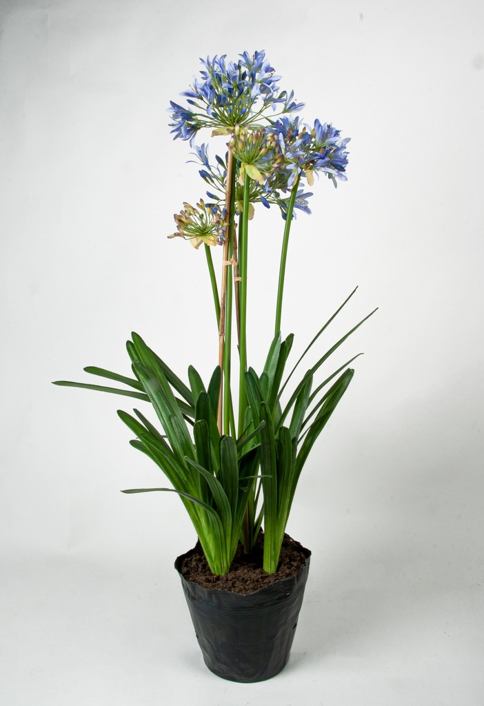 agapanthus in pot 