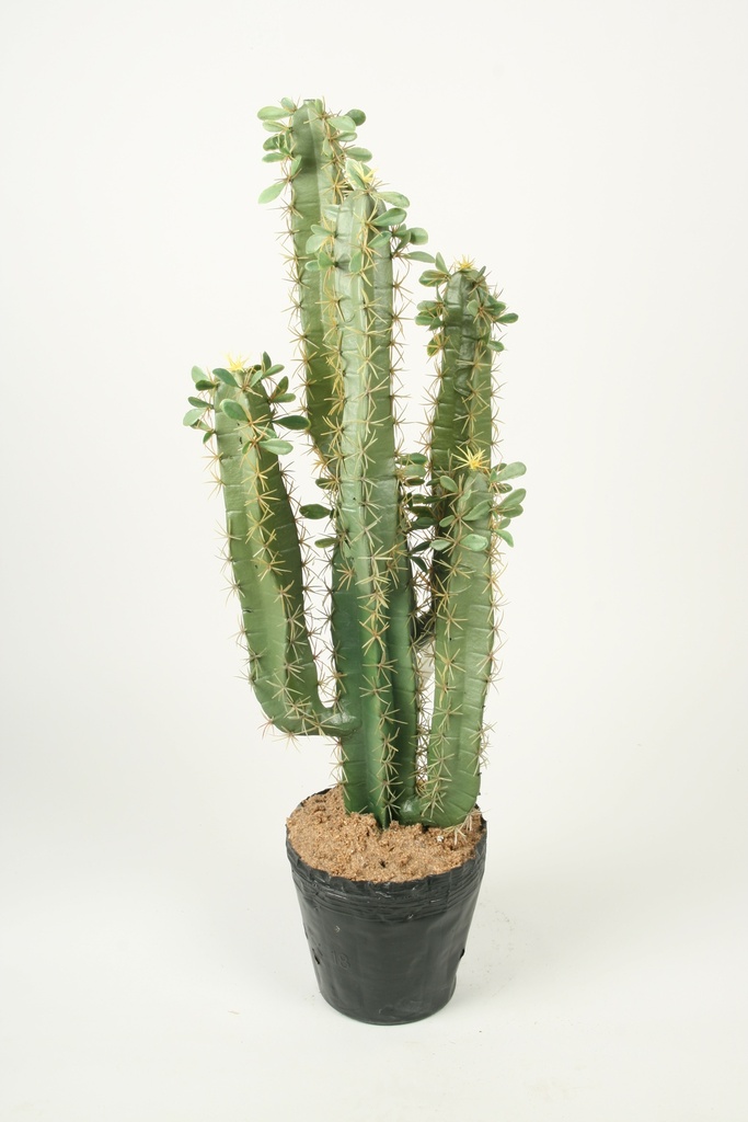 cactus pillar 