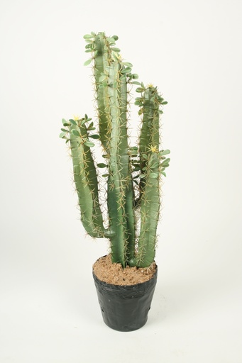 [4086] cactus pillar 