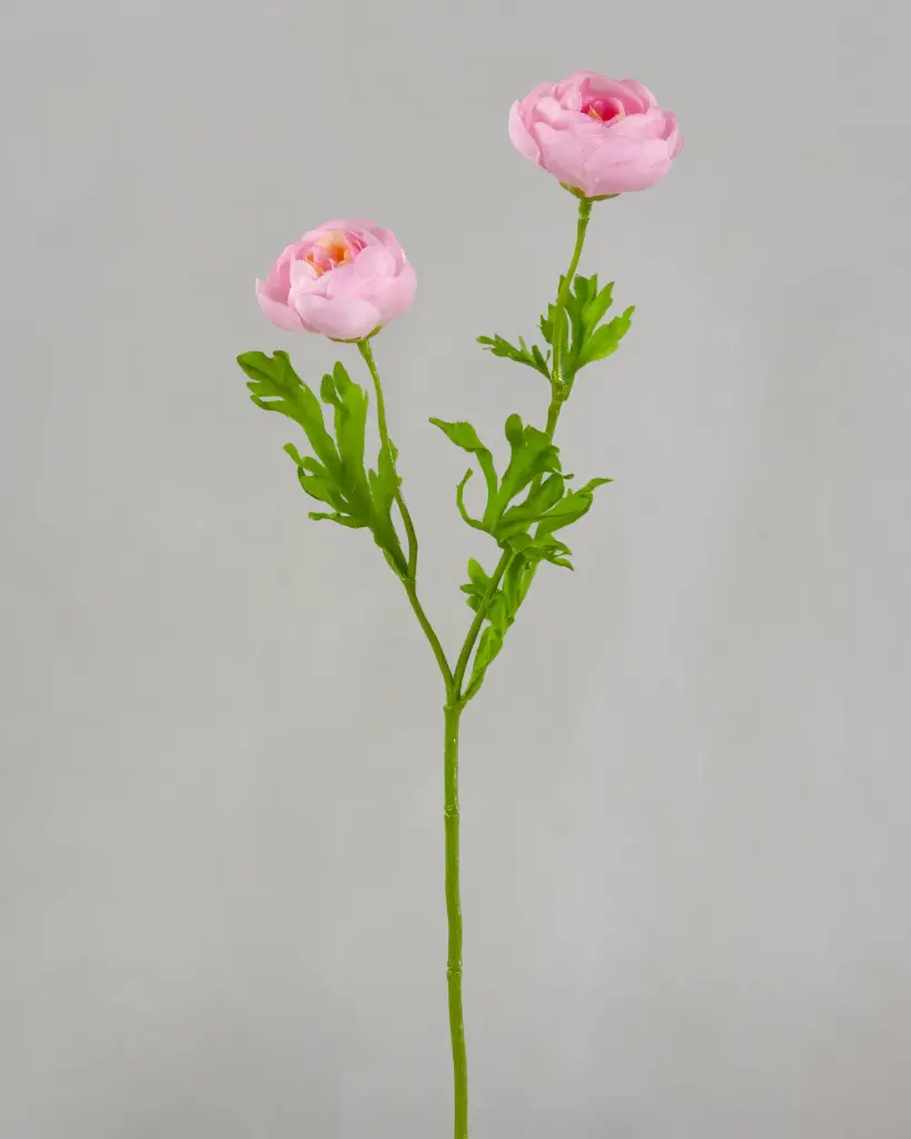 Ranunculus