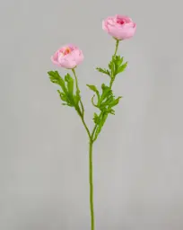 [5484] Ranunculus (Alternative 3)