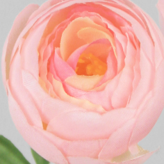 Ranunculus