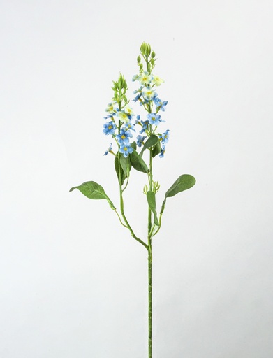 [7207] forget-me-not 