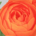 [5485] Ranunculus (Alternative 4)