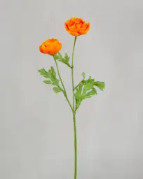 [5485] Ranunculus (Alternative 4)