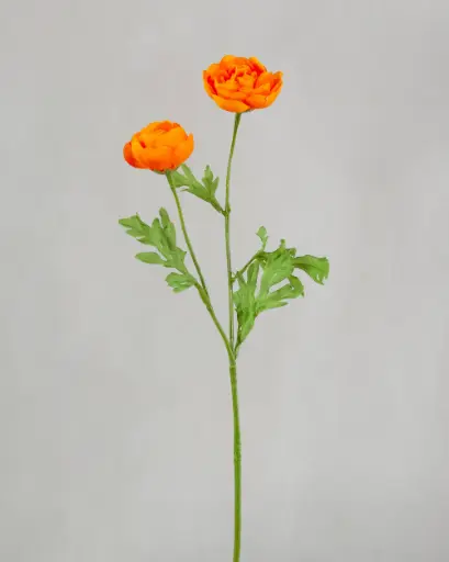 Ranunculus