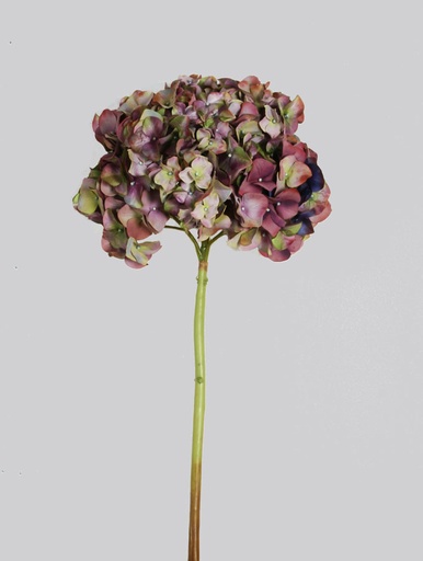 [4500] hydrangea large flower lime burgundy 