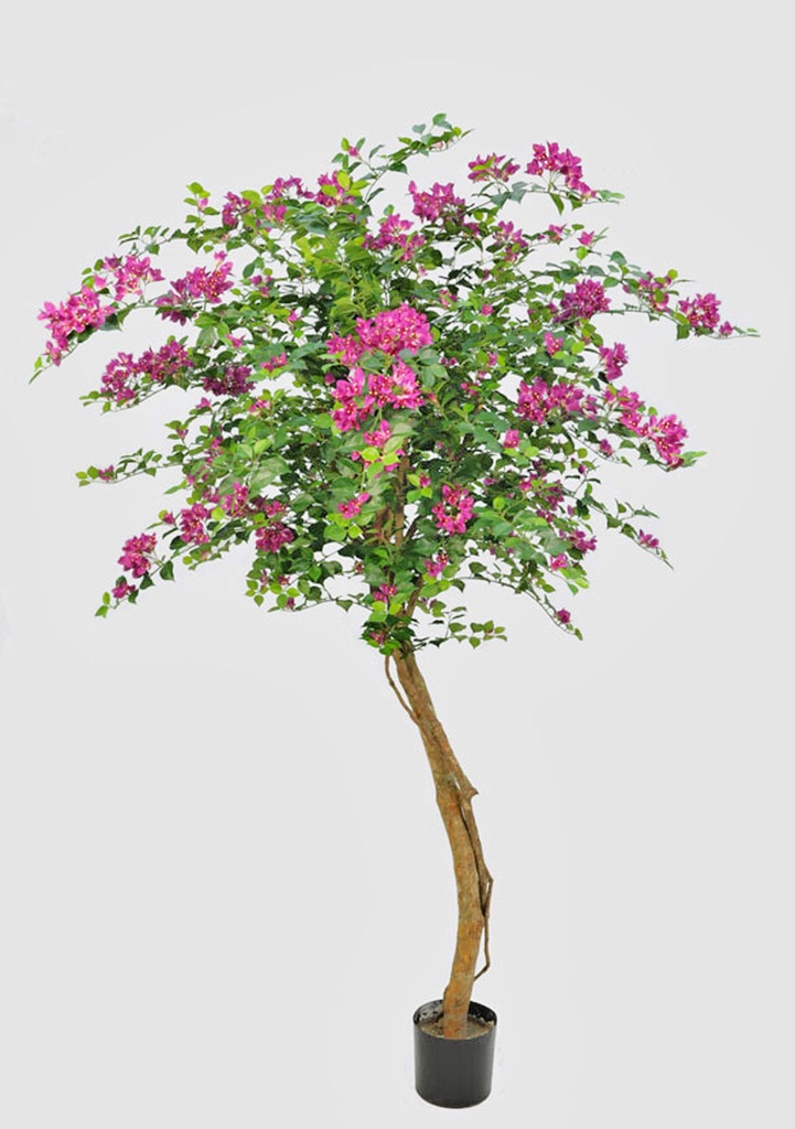 bougainvillea 