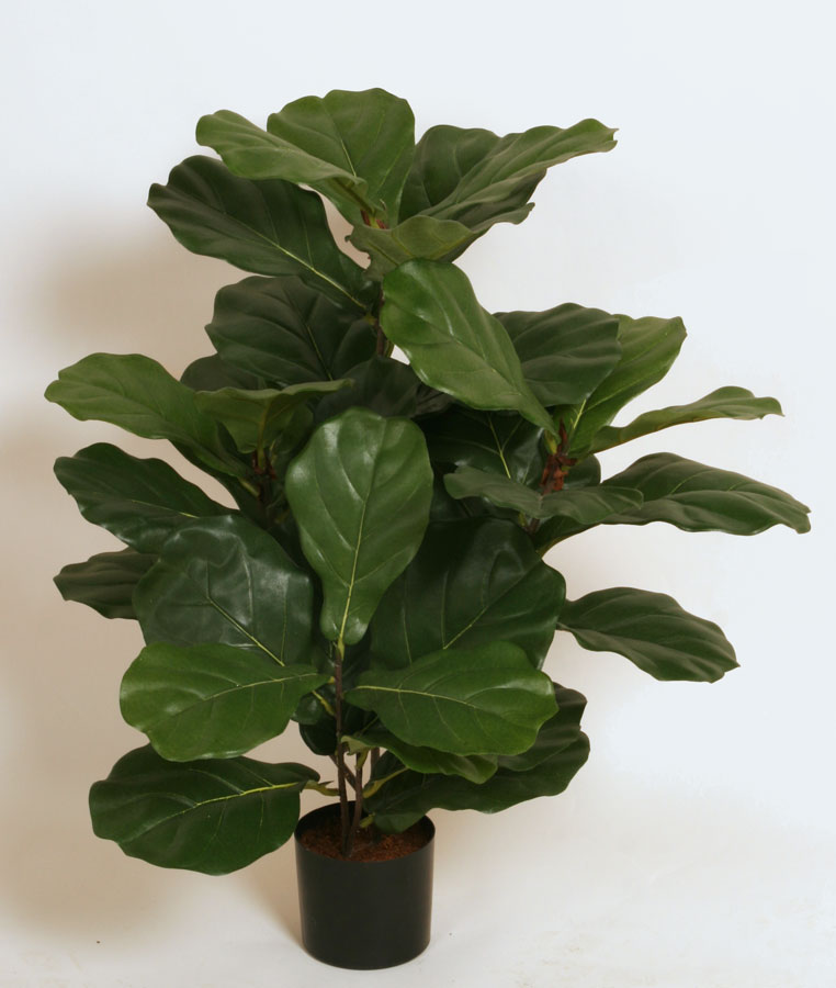 Fiddle Leaf 