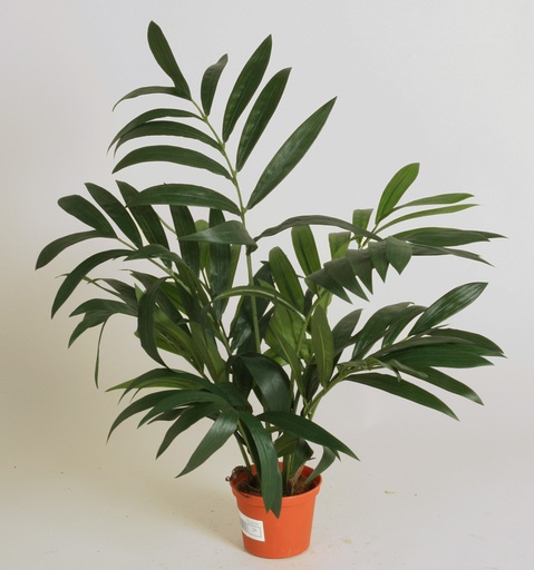 [5903] parlour palm 