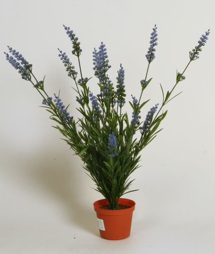 lavender blue 