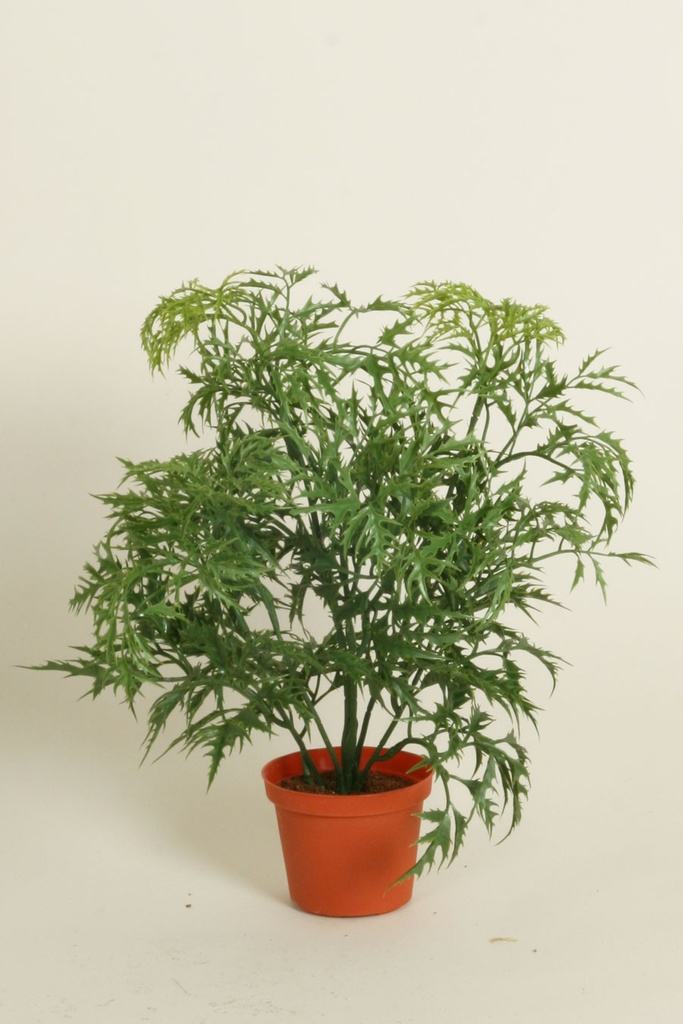 ming aralia 