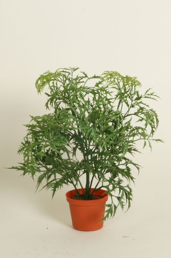 [5912] ming aralia 